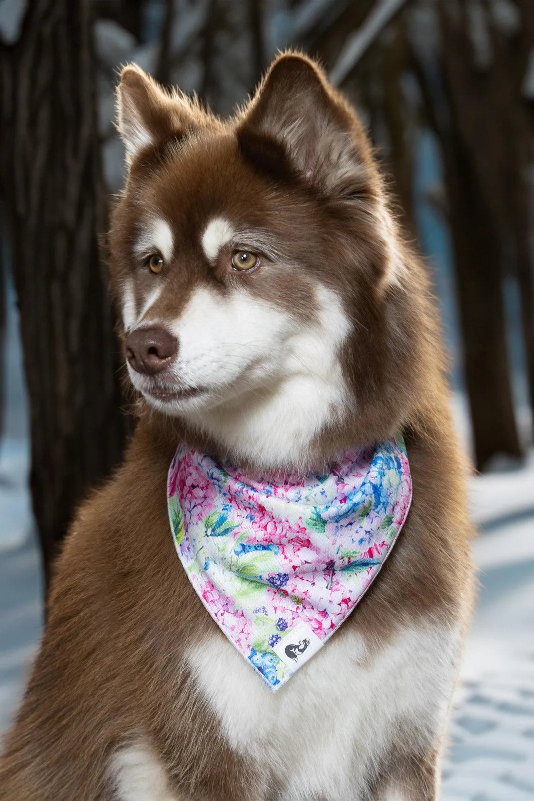 Hydrangea Haven Dog Bandana & Matching Keychain Aria the Fox
