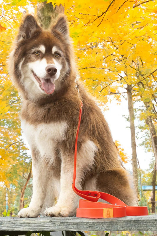 Scarlet Peaks Waterproof Leash Aria the Fox