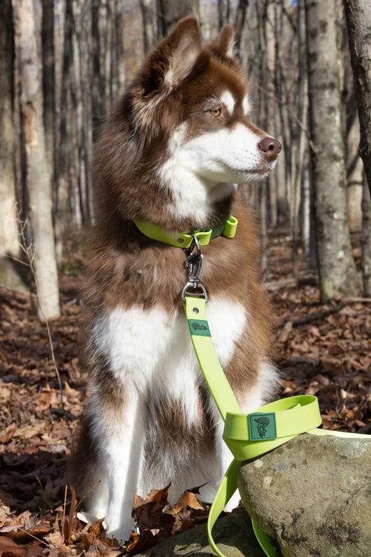 Mossy Pine Waterproof Leash Aria the Fox