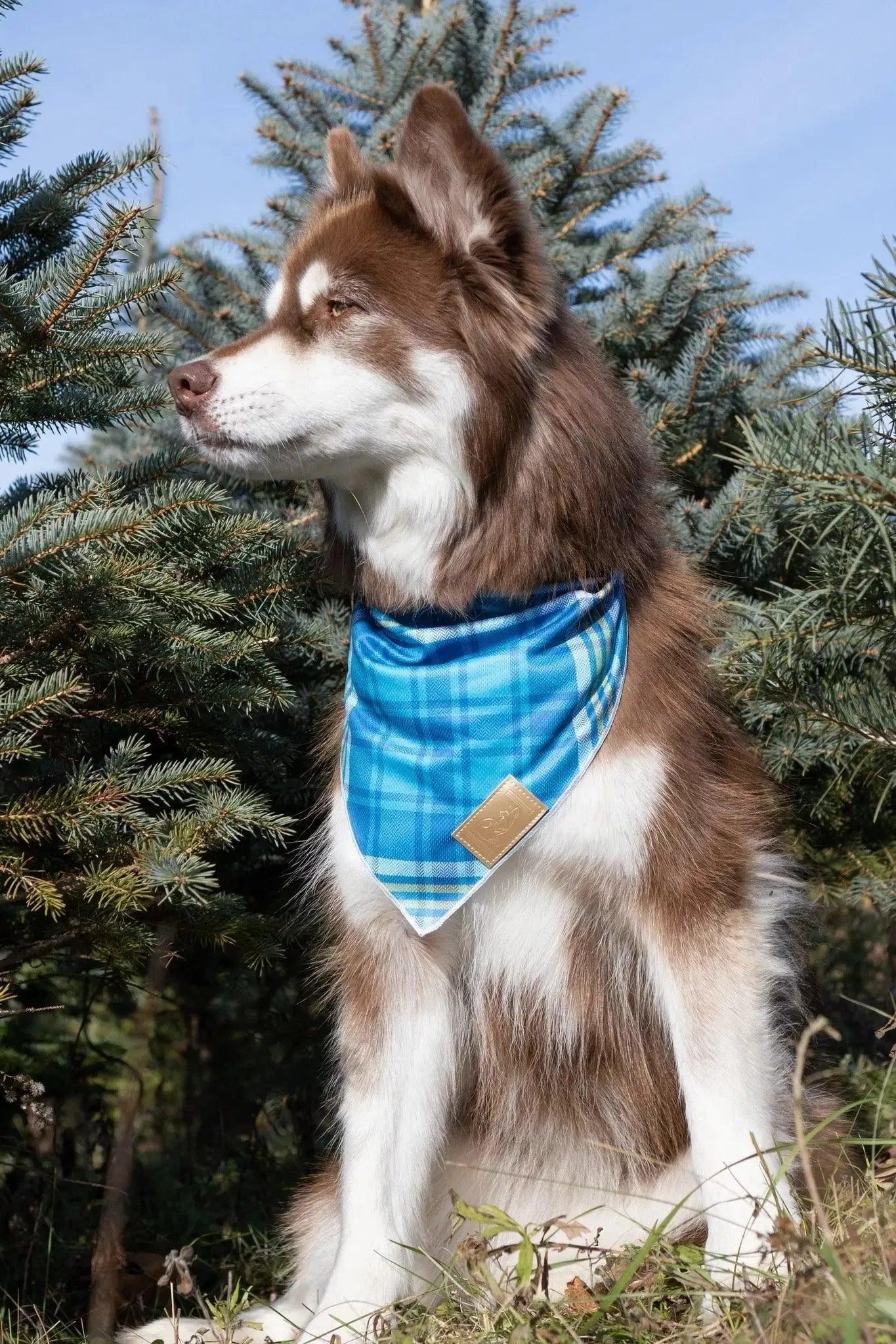 Blue Spruce Plaid Dog Bandana Aria the Fox