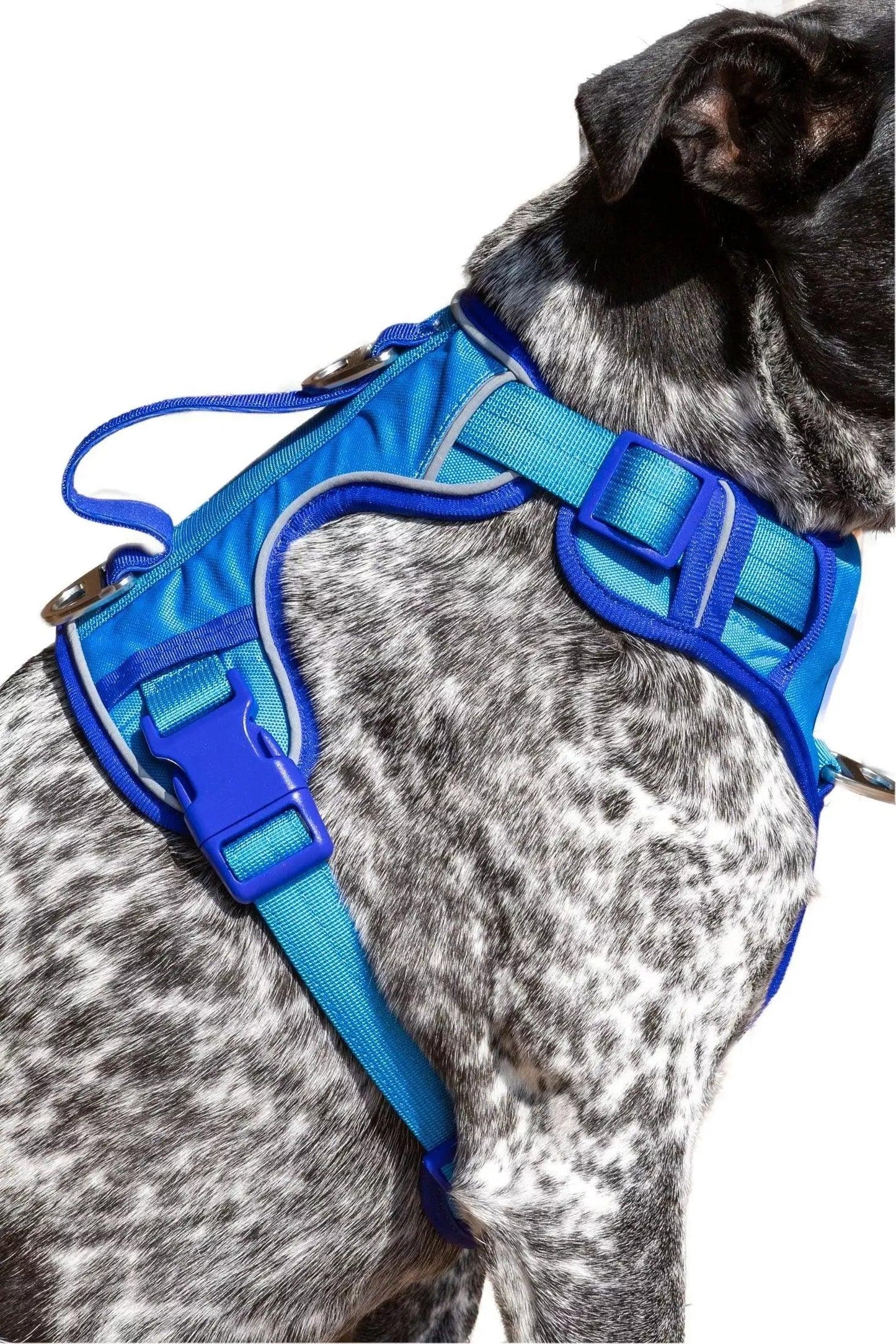 Dockside Adventures Ultimate Harness Aria the Fox