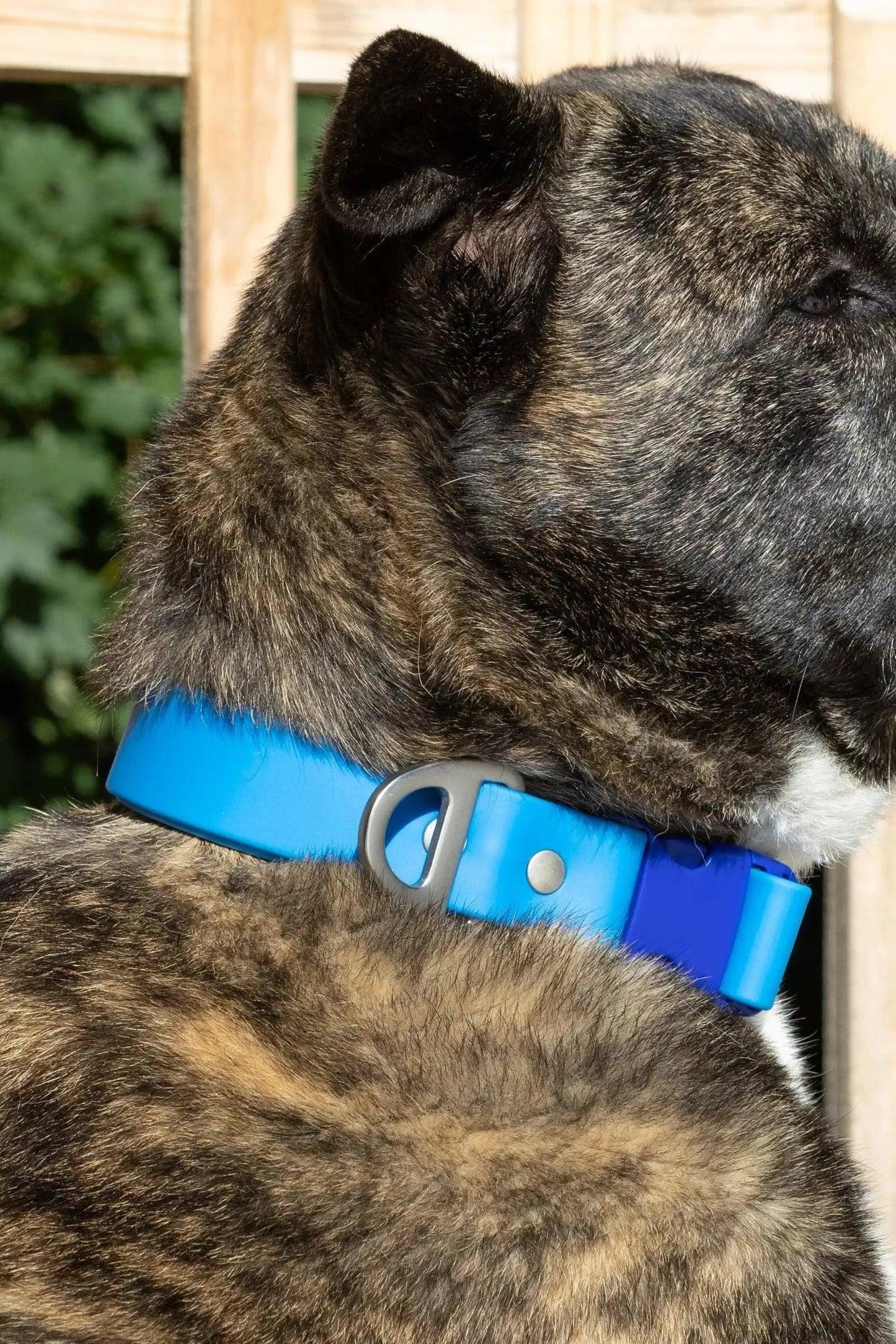 Dockside Adventures Waterproof Dog Collar Aria the Fox