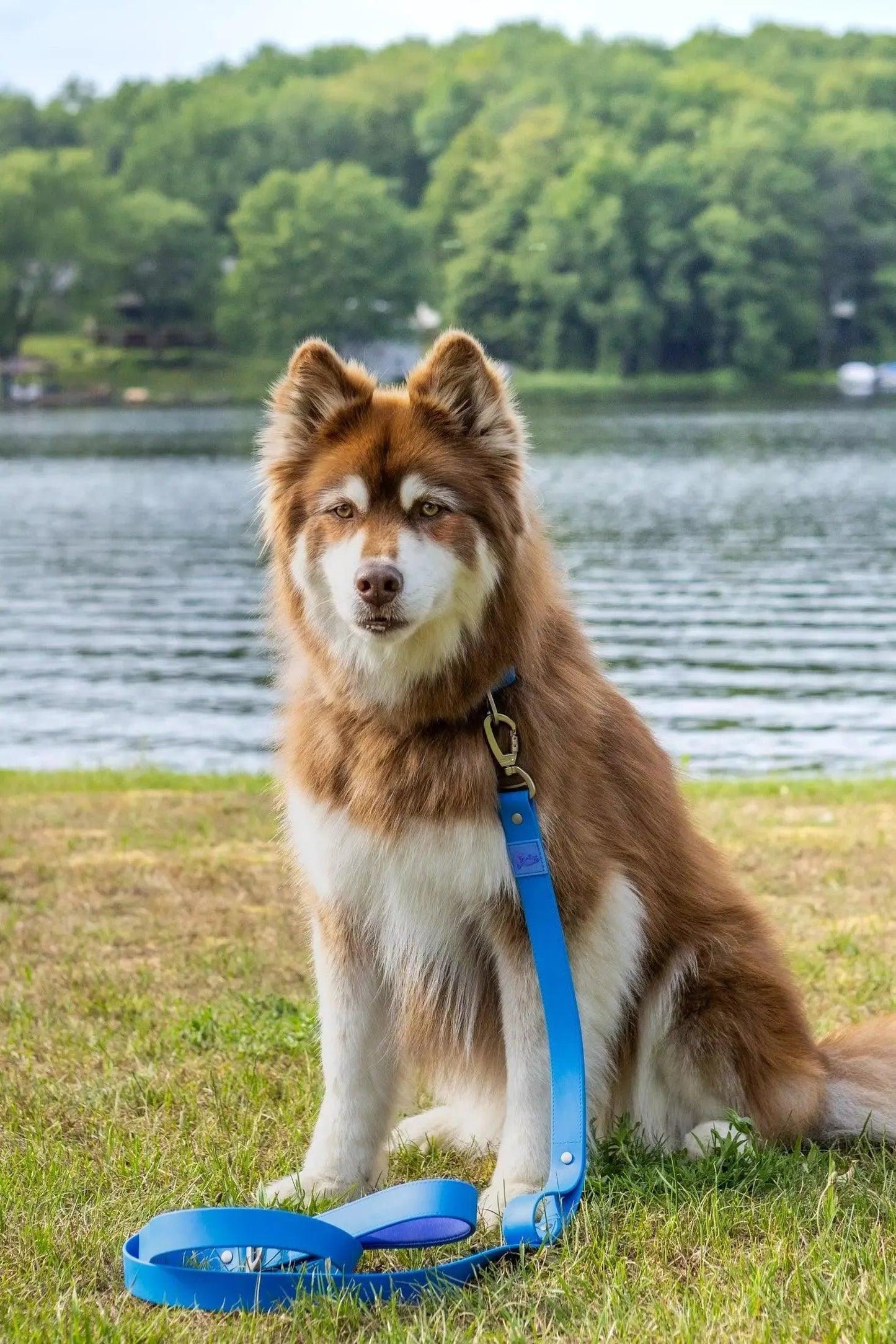 Dockside Adventures Waterproof Dog Leash Aria the Fox