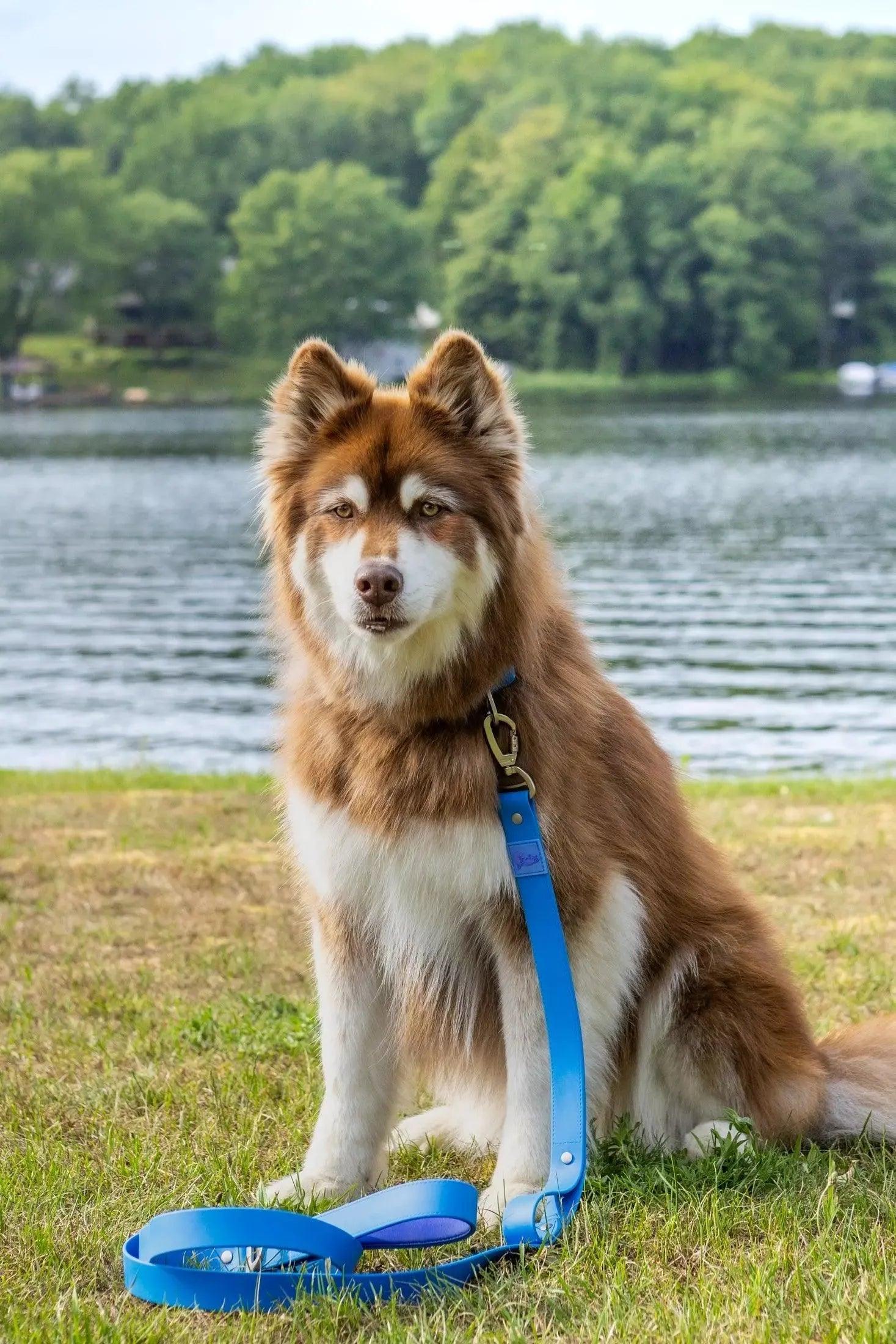 Dockside Adventures Waterproof Dog Leash Aria the Fox