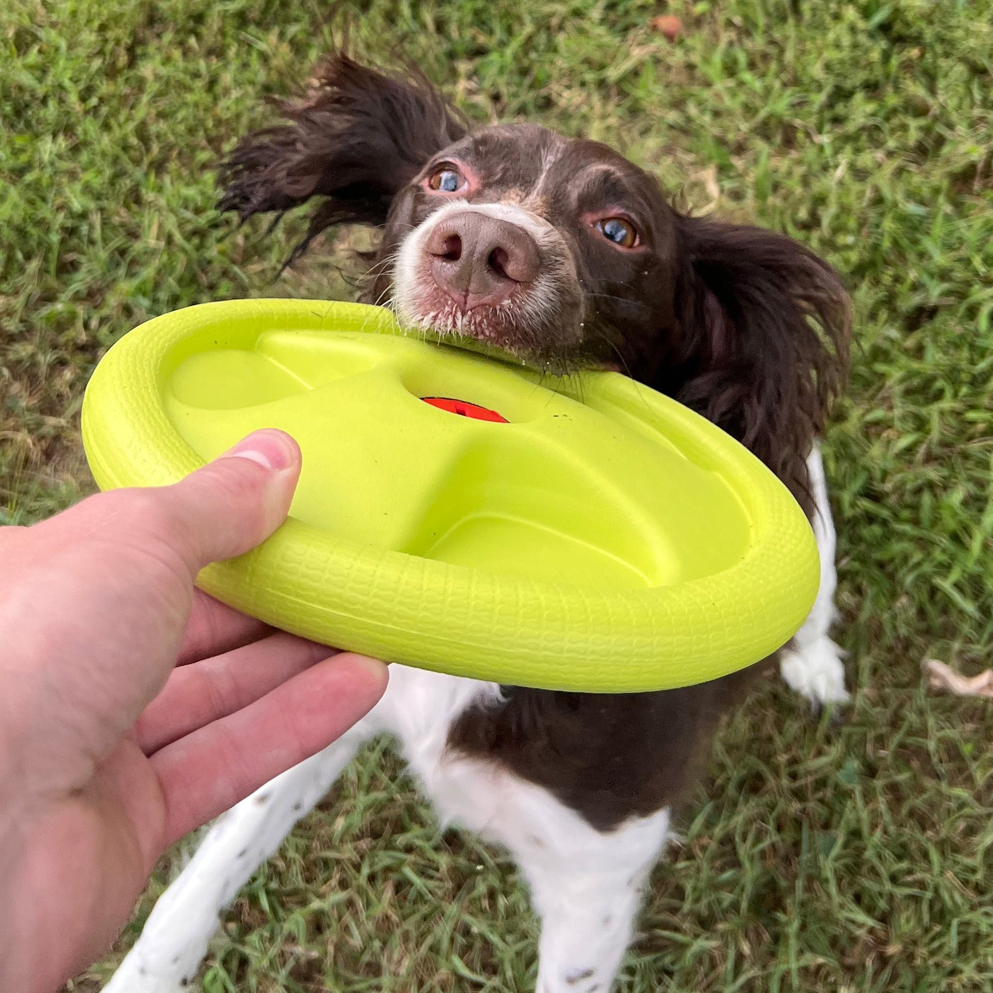 Harley Flyer Frisbee Alpha Pak