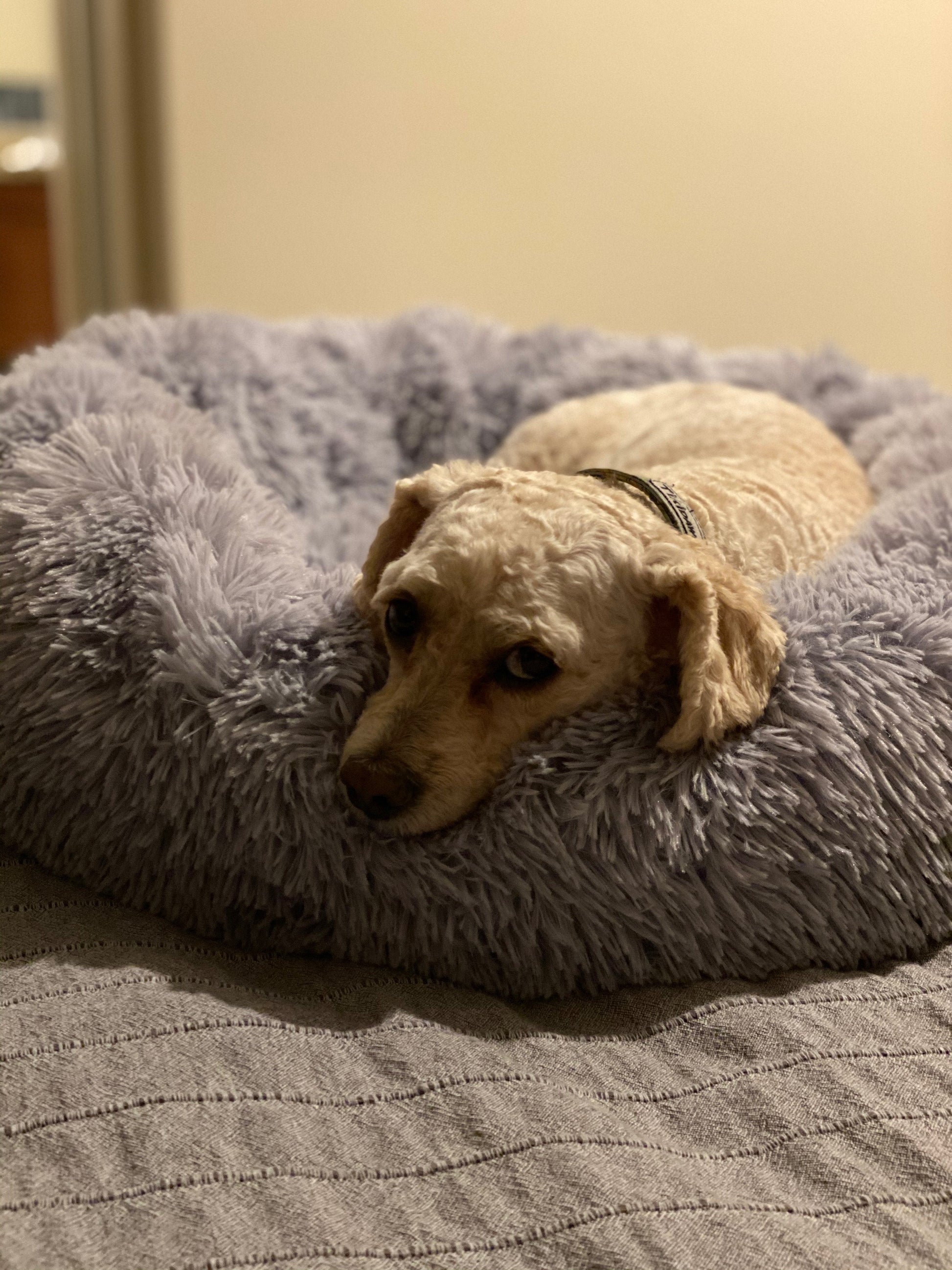 Mr. Peanut's 23" OrthoPlush® Pet Bed - Gray Two Tone Mr. Peanut's Pet Carriers