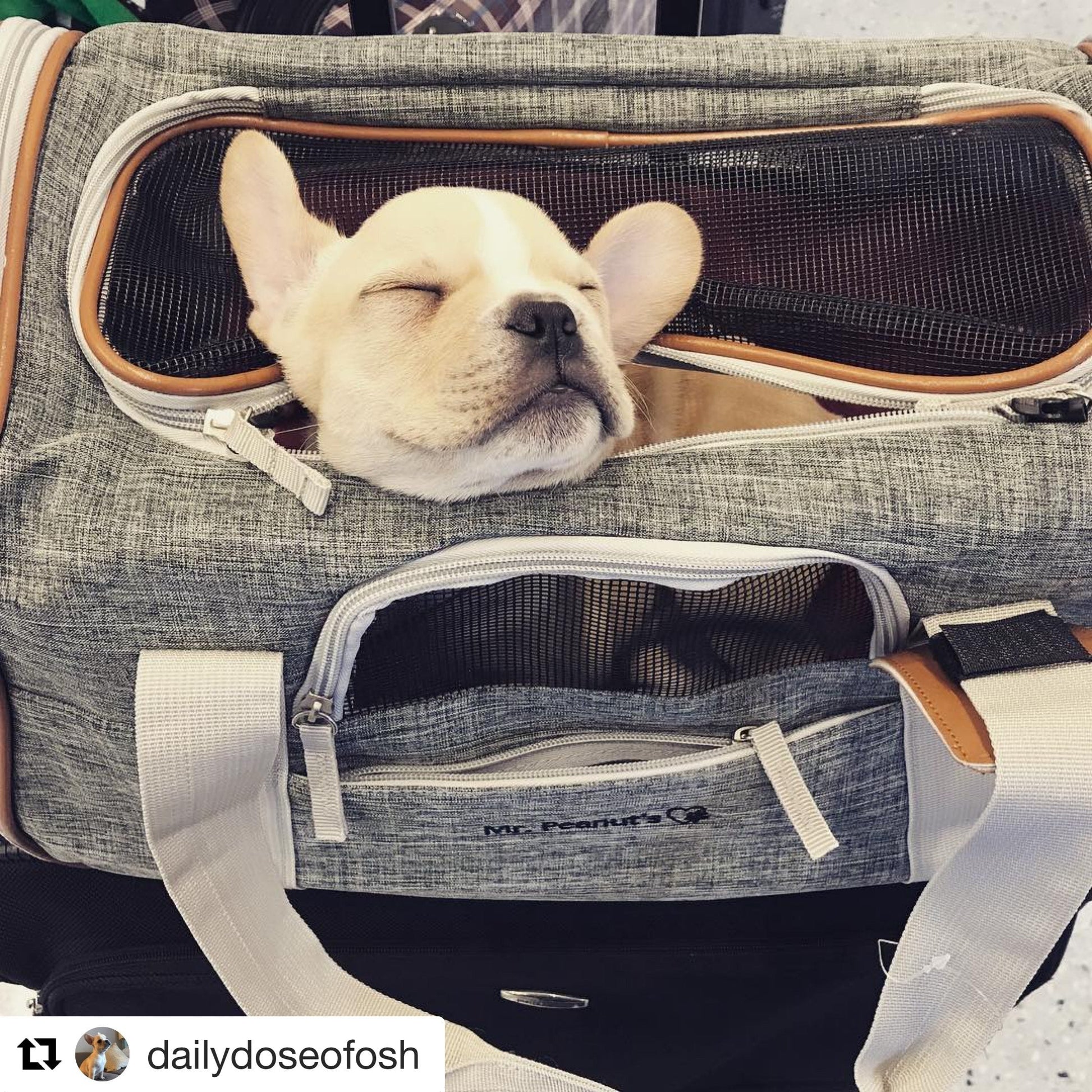 Mr. Peanut's Platinum Series Double Expandable Pet Carrier Mr. Peanut's Pet Carriers