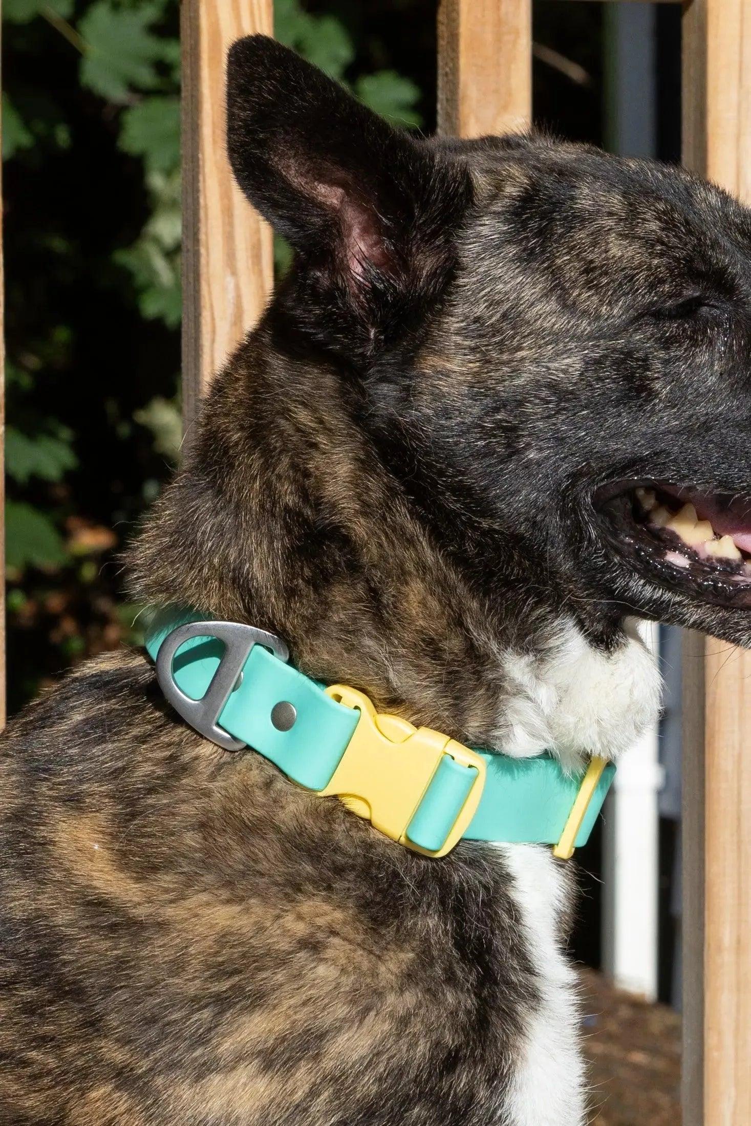 Island Vibes Waterproof Dog Collar Aria the Fox