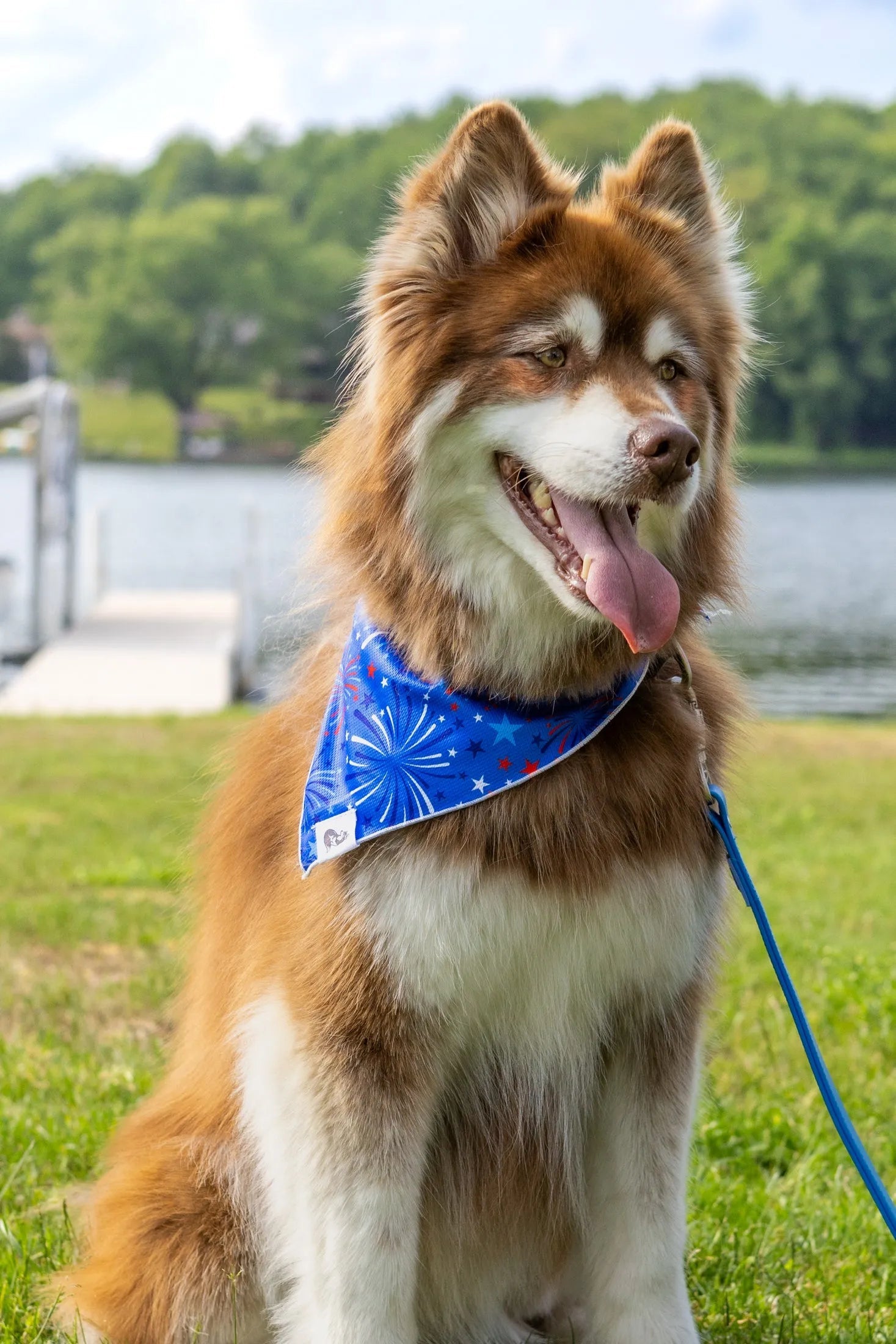 Patriotic Dog Bandana Aria the Fox