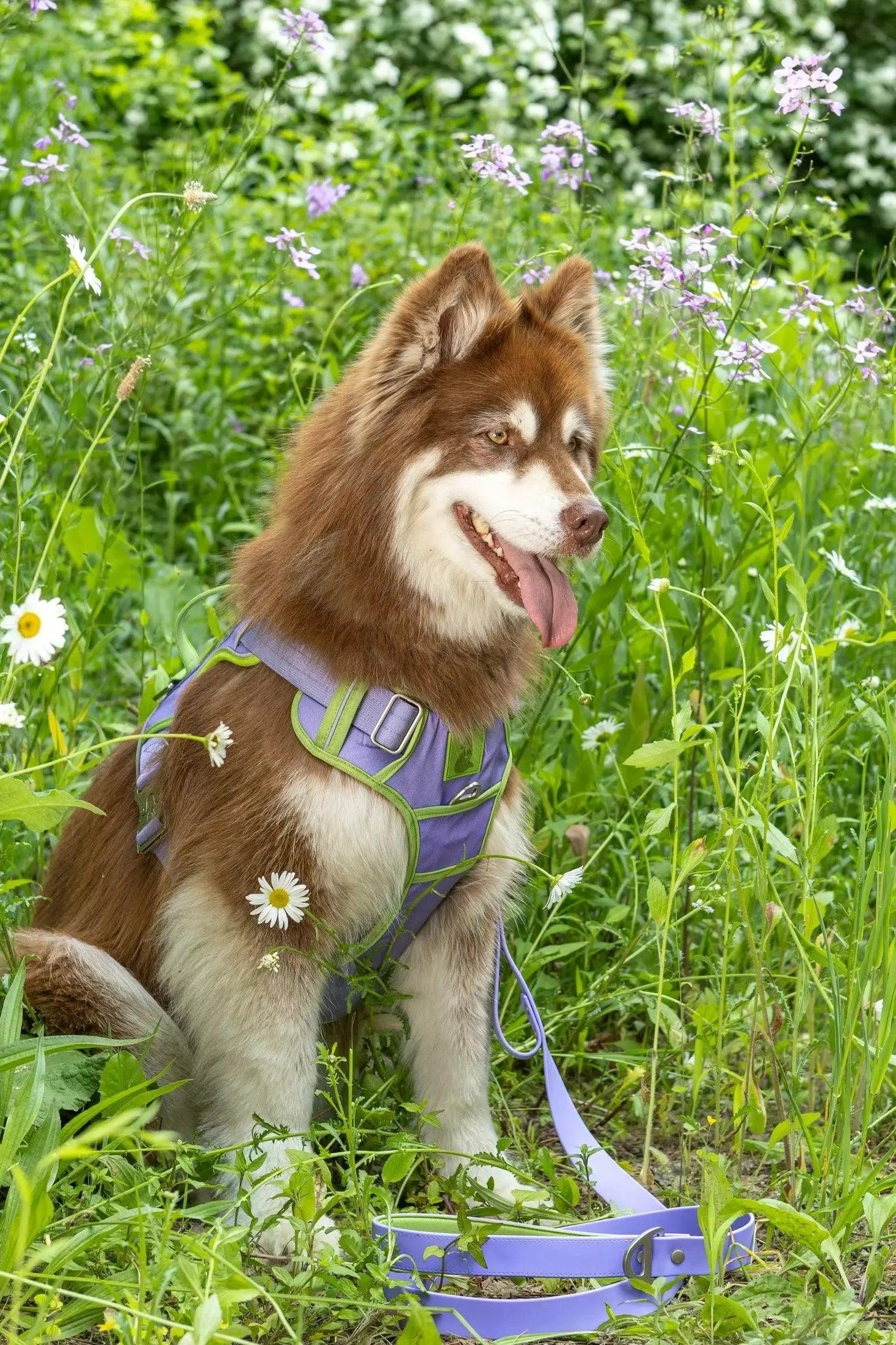 Lavender Garden Ultimate Dog Harness Aria the Fox