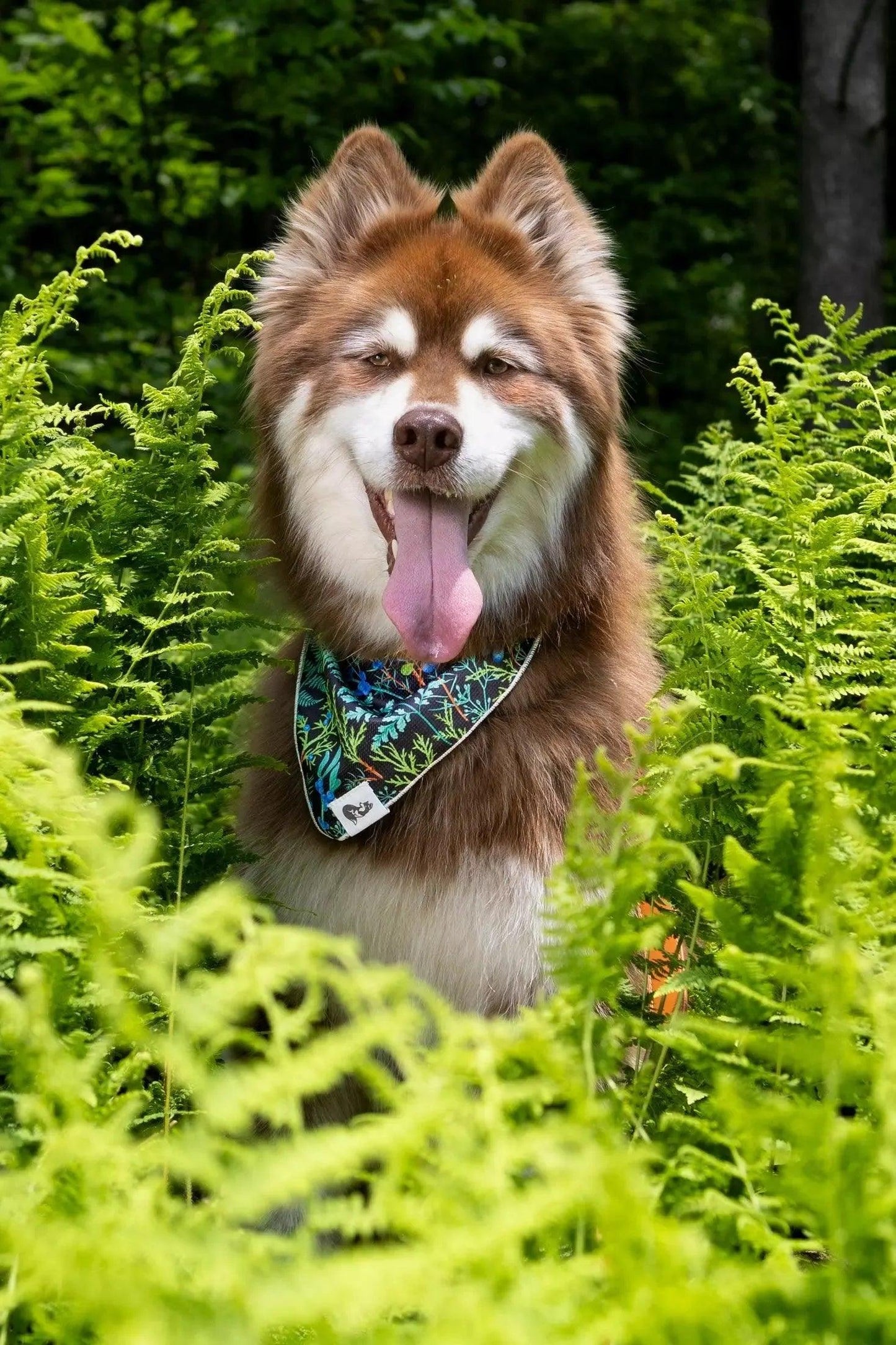 Magical Fern Forest Dog Bandana Aria the Fox