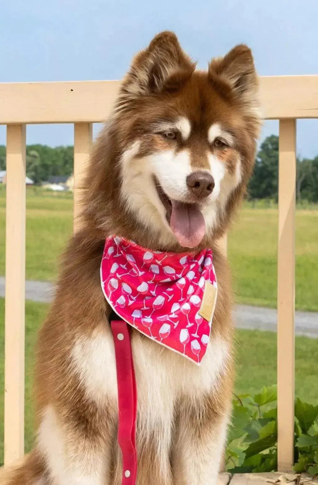 Red Mountain Syrah Dog Bandana & Matching Keychain Aria the Fox