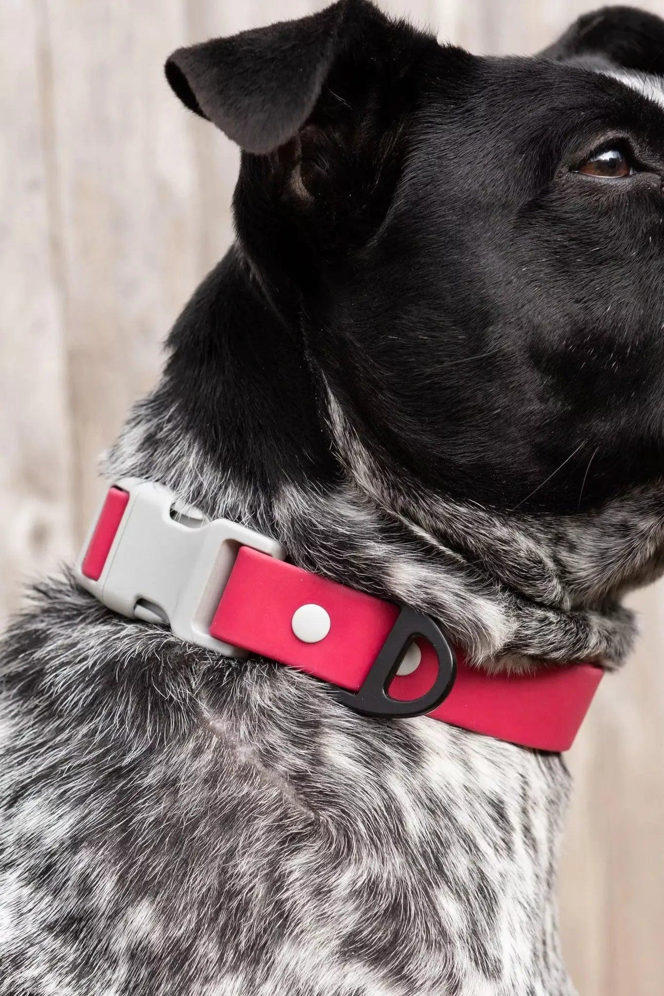 Red Mountain Syrah Waterproof Dog Collar Aria the Fox