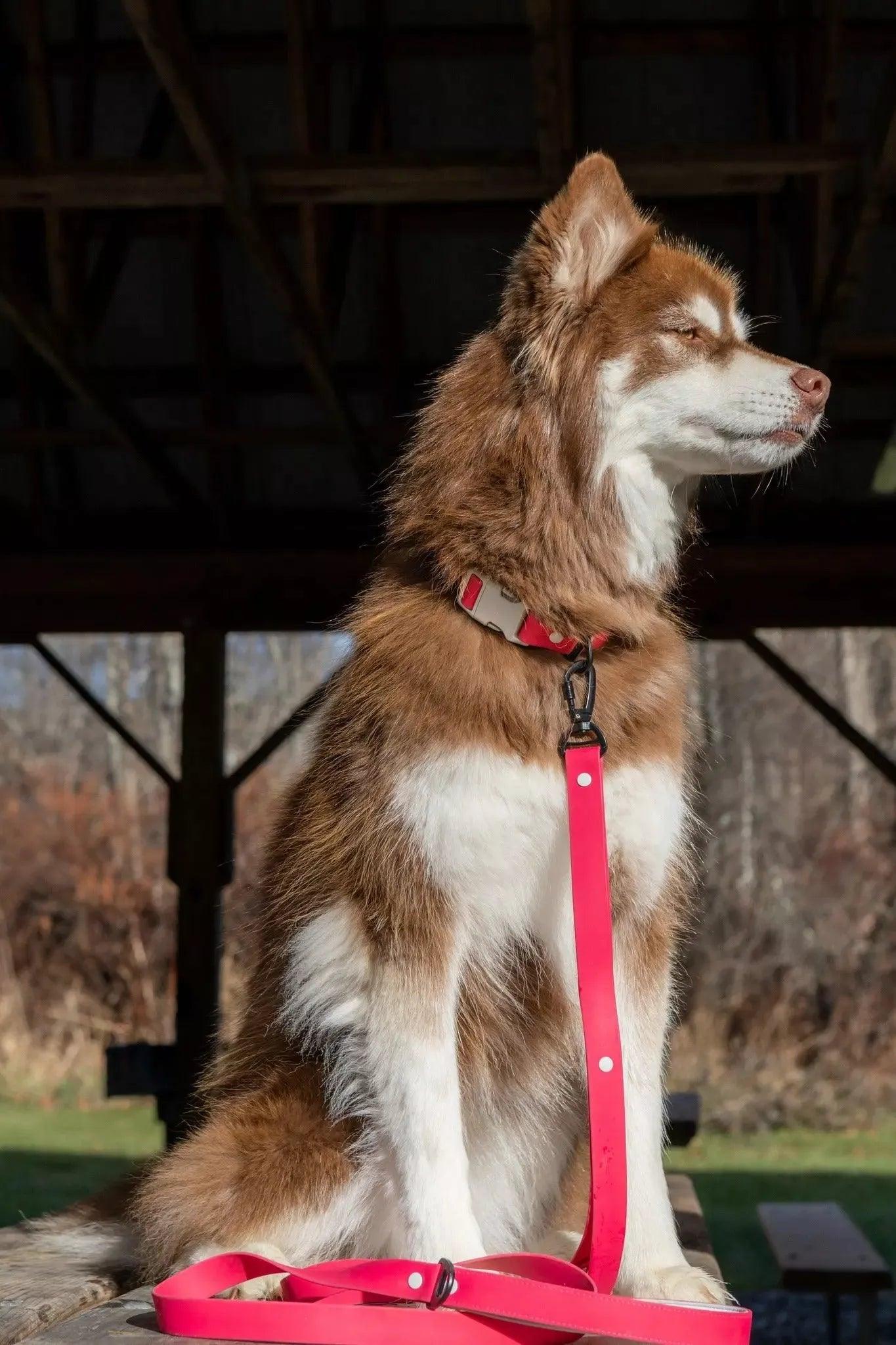 Red Mountain Syrah Waterproof Dog Leash Aria the Fox