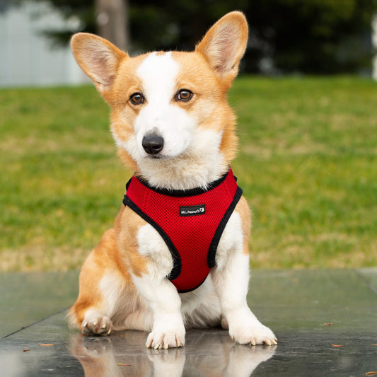 Mr. Peanut's PupTrek Harness and Leash Set,  Small Dog/Cat Soft Mesh Step In Harness Vest Mr. Peanut's Pet Carriers