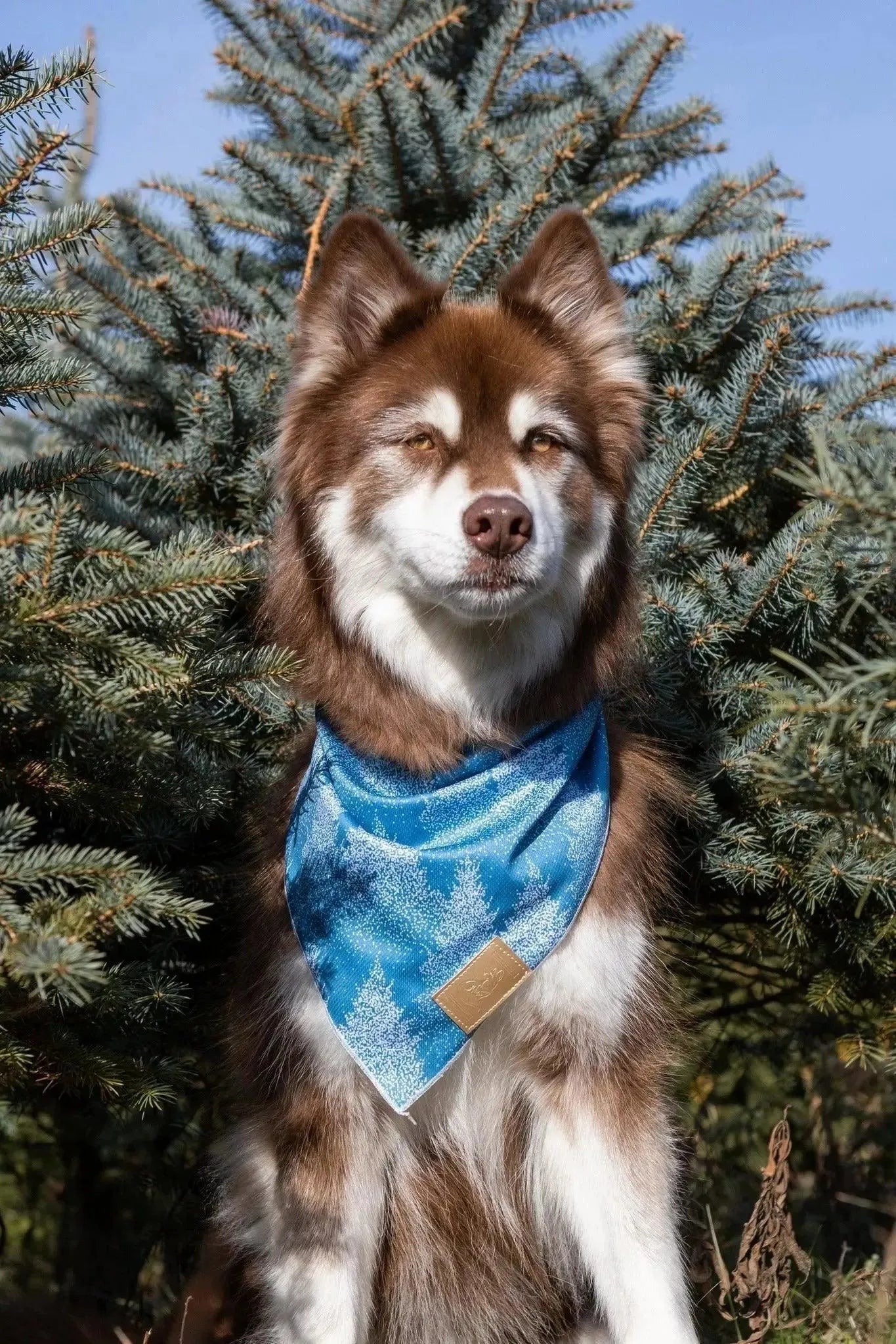Siberian Spruce Dog Bandana & Matching Keychain Aria the Fox