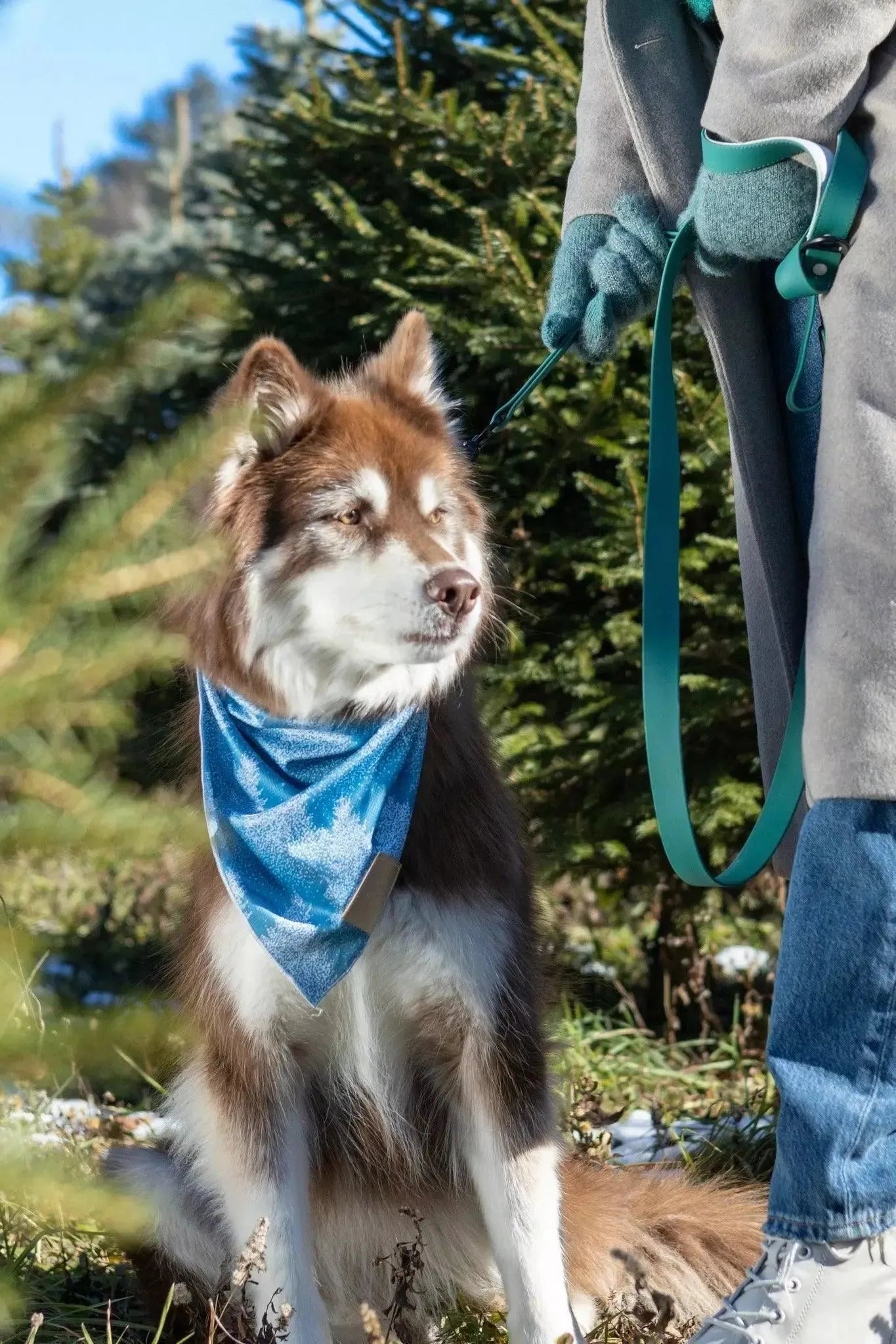 Siberian Spruce Dog Bandana & Matching Keychain Aria the Fox