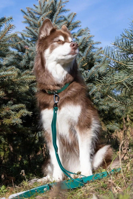 Siberian Spruce Waterproof Dog Leash Aria the Fox