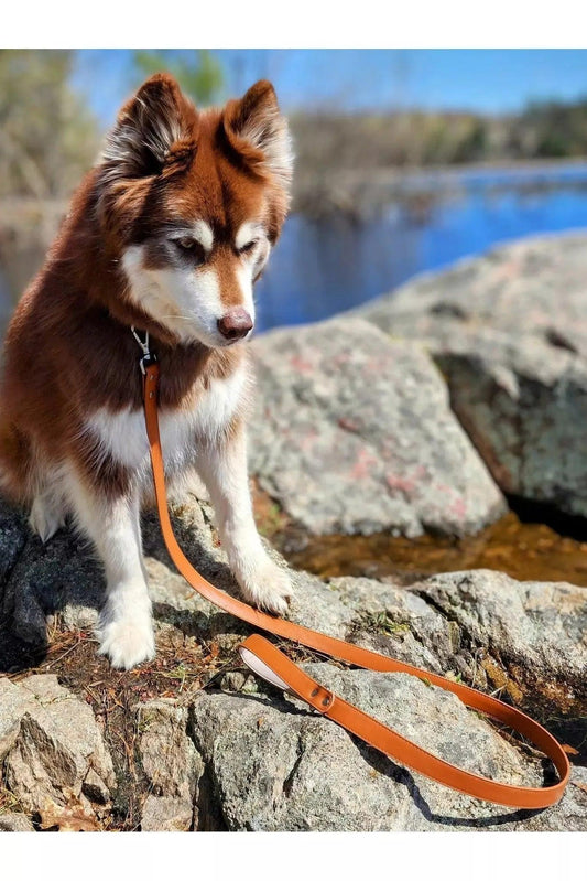 Sierra Sunrise Vegan Leather Dog Leash Aria the Fox