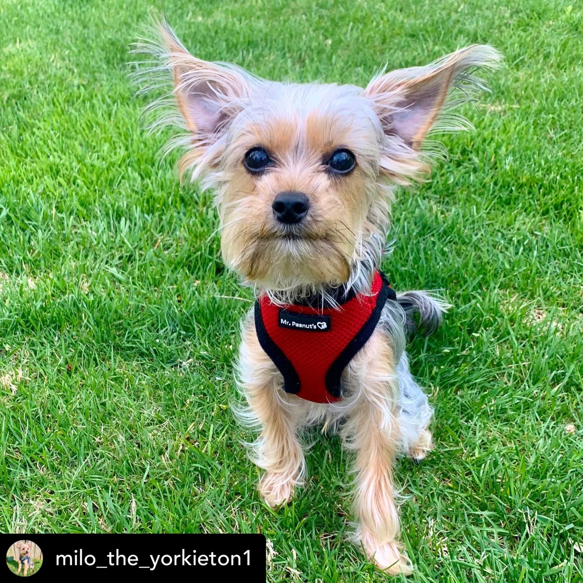 Mr. Peanut's PupTrek Harness and Leash Set,  Small Dog/Cat Soft Mesh Step In Harness Vest Mr. Peanut's Pet Carriers